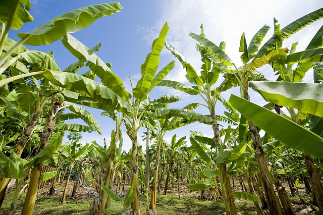 Importación de productos naturales